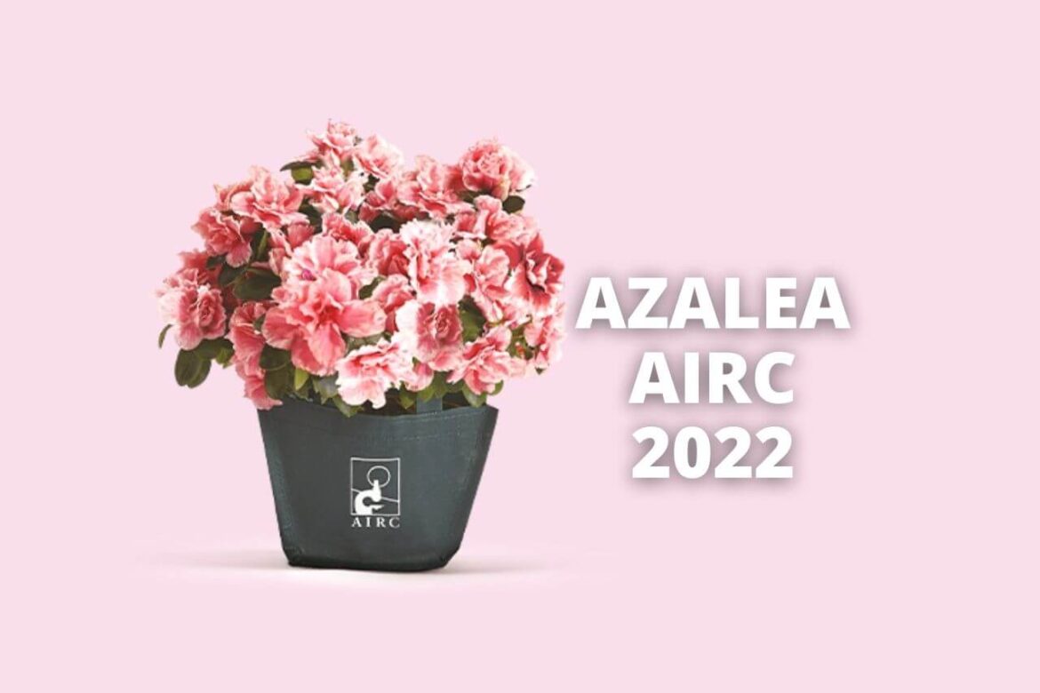 Azalea AIRC 2022 dove comprarla e prezzo